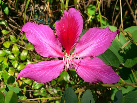 Hong Kong (香港) - National Flower - Bauhinia Blakeana | by Michael Hansen's Hikes Bauhinia Blakeana, Bauhinia Flower, Nagomi Art, Orchid Tree, National Flower, Garden Of Eden, 7 Months, Exotic Plants, Flower Tattoos