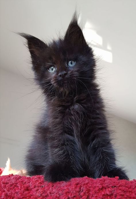 Black Cat With Blue Eyes Aesthetic, Brown Cat Blue Eyes, Black Cats With Blue Eyes, Black Cat Blue Eyes, Black Mainecoon Cat, Black Cat With Blue Eyes, Blue Hazel Eyes, Black With Blue Eyes, Baby Black Cat