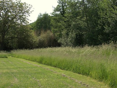 Matt Core, Mid Century Landscaping, Flower Meadows, Country Garden Design, Wild Flower Meadow, Grasses Landscaping, Dream Yard, Wild Grass, Grasses Garden