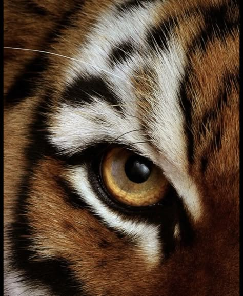 Mary E Pearson, Dance Of Thieves, Big Cat Species, Regard Animal, Wild Animal Wallpaper, Leopard Art, Eye Of The Tiger, Tiger Eyes, Tiger Pictures