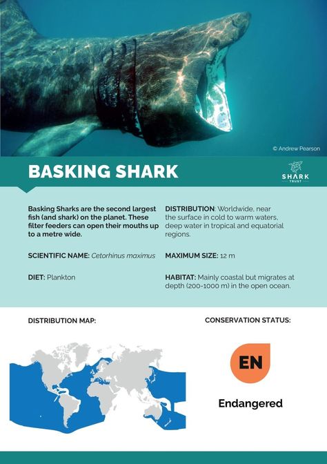 Whale Shark Facts, Basking Shark, Shark Facts, Shark Diving, Open Ocean, Oceanography, Marine Biology, Animal Facts, Whale Shark