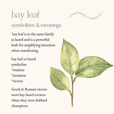 Bay Leaf Spiritual Meaning, Bay Leaf Tattoo, Leaf Meanings, Leaf Symbolism, Plant Meanings, Laurel Plant, Leaves Meaning, Symbolism Meaning, Pressed Flowers Diy