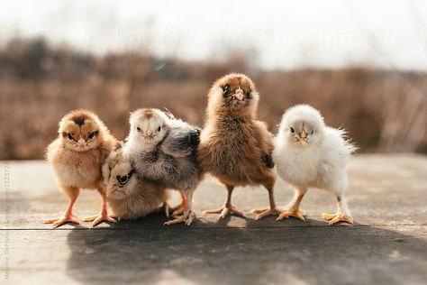 Chick Photo Shoot, Chicken Photoshoot, Family Photos With Chickens, Baby Chick Photoshoot, Kid Photoshoot, Chicken Photography Animal, Baby With Chicks Photography, Easter Photography, Animals Photos