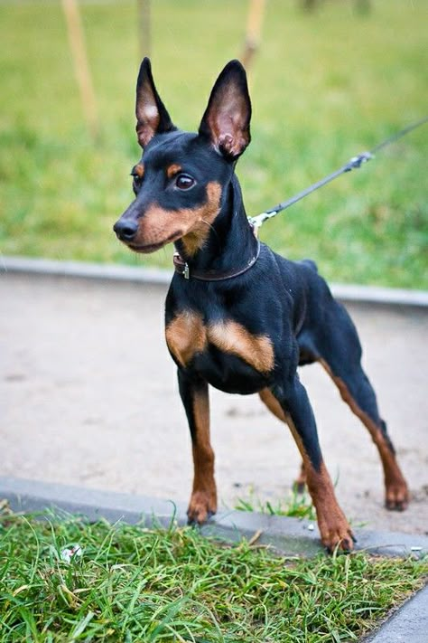 Miniature pinscher Mini Doberman Pincher, Perro Doberman Pinscher, Pincher Dog Mini Pinscher, Miniature Doberman Pinscher, Mini Doberman, Miniature Doberman, Mini Pincher, Minature Pincher, Miniature Pincher