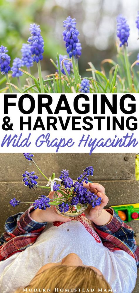 Grape Hyacinth Recipe, Foraging Plants, Mini Homestead, Herbs Cooking, Spring Foraging, Bee Yard, Hyacinth Plant, Mint Garden, Wild Foraging