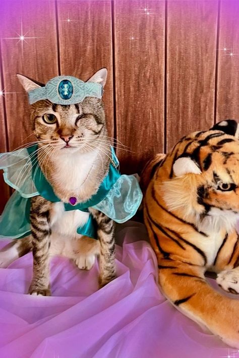 Click link to shop this Princess Jasmine cat costume on Amazon Princess Jazmin Halloween Costume, Egyptian Cat Costume, Aladdin Dog Costume, Apartment Cat, Princess Jasmine Wig, Princess Jasmine Cosplay, Cute Cat Costumes, Costume Princess, Tema Disney