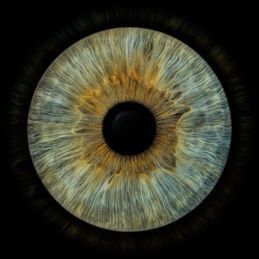 Light Hazel Eyes Aesthetic, Eyes Iris, Eye Iris, Iris Photography, Iris Eye, Eye Texture, Iris Art, Dark Art Photography, Wings Drawing