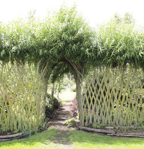 Willow, Wicker and Weaving – Exploring Colour Willow Garden Structures Diy, Willow Garden Structures, Willow Structures Garden, Woven Willow Fence, Willow Arch, Living Willow Structures, Living Willow Fence, Willow Weaving Garden, Grape Vine Trellis