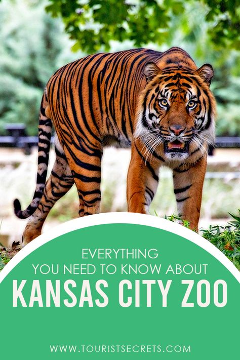 Besides the delicious barbecue and jazz music, Kansas City is also remarkable for its amazing Zoo. Located in Swope Park, Kansas City Zoo compromises a total area of 202 acres, twice the size of New York’s Central Park. Kansas City Zoo offers one of the best experiences you will find out there in Kansas.   #USA #Kansas #Zoo #Travel #Travel Destination Kansas City Zoo Missouri, Zoo Pictures, South Dakota Road Trip, Oklahoma Travel, Arkansas City, Zoo Photos, City Zoo, Kansas Usa, Kansas City Missouri