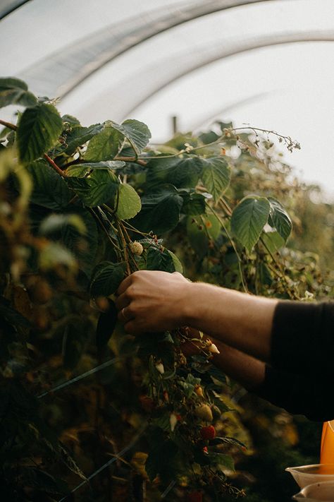 Organic Farming Aesthetic, Organic Farming Photography, Farm Product Photography, Farming Photography, Organic Farm, Agriculture Aesthetic, Agriculture Photography, Farming Business, Sustainable Eating