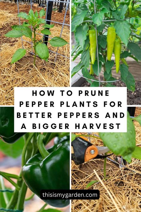 A collage of four photos of peppers growing in a garden. Garden Raised Beds, Garden Stand, Pepper Plants, Summer Rain, Tomato Plants, Fruit Garden, Things Happen, Create Website, Raised Beds