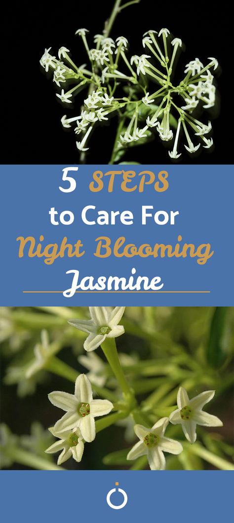 Also known as 'Lady of the Night' flowers, night blooming jasmine is surprisingly resilient and one of the most beautifully fragrant plants you can have at home. Here's how to ensure you're bloom and bloom well. #plant #care #night #blooming #jasmine Fragrant Night Blooming Flowers, Jasmine Night Blooming, Night Blooming Jessamine, Jasmine Plants Outdoor, Night Scented Flowers, Lady Of The Night Plant, Lady Of The Night Flower, Night Jasmine Flower, Glowing Garden