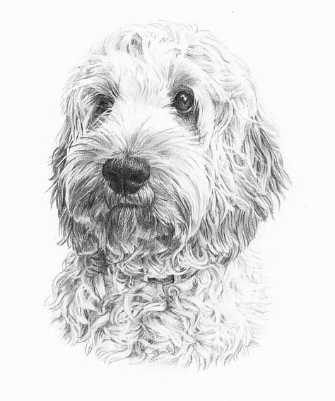 Labradoodle Drawing, Labradoodle Art, Dog Pencil Drawing, Dog Watercolor Painting, Dog Portraits Painting, 강아지 그림, White Drawing, Watercolor Dog, Black And White Drawing