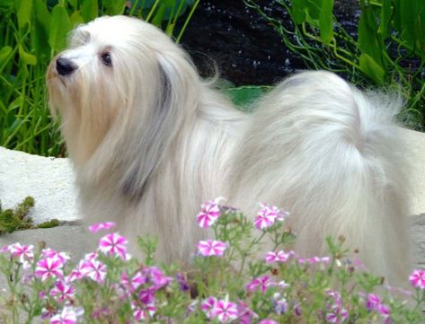 Some Observations About the Havanese Breed Havanese Dogs Full Grown, Dogs Full Grown, Havanese Full Grown, Havanese Breeders, Havanese Haircuts, Havanese Grooming, Bichon Havanais, Havanese Dog, Puppy Drawing