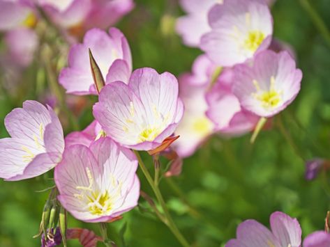 Primrose Flowers, Primrose Flower, Evening Primrose Aesthetic, Mexican Evening Primrose, Pink Primrose, White Evening Primrose, Pink Evening Primrose, Common Evening Primrose, Primrose Plant