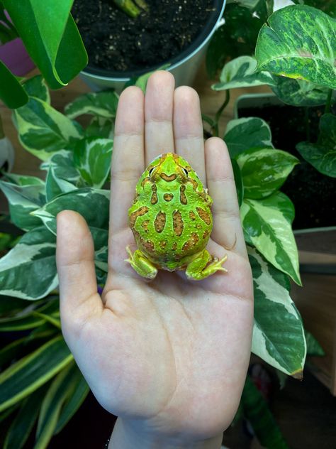 Tank Pets, Frog Outline, Frog Love, Frog Terrarium, Pacman Frog, Pet Frogs, Frog Wallpaper, Creature Artwork, Frog And Toad