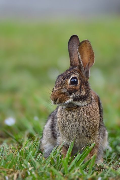 Eastern Cottontail, Cottontail Rabbit, Watership Down, Peter Cottontail, Thread Art, Art Challenge, Animal Photo, Awe Inspiring, Nature Pictures