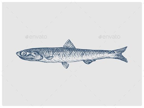 Anchovy Fish Hand Drawn Blue Sketch Vector Anchovies Illustration, Anchovy Drawing, Fishbone Drawing, Anchovy Tattoo, Greek Fish, Blue Ink Tattoos, Blue Sketch, Fish Sketch, Fish Graphic