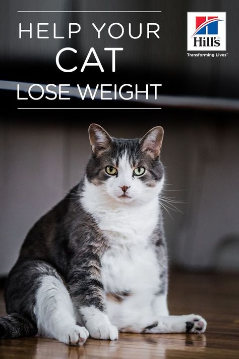 Diet alone won't result in weight loss for cats. Exercise matters for helping her lose weight. Just like their human pet parents, cats benefit from a balanced combination of healthy meals and regular activity. Exercising a cat can be difficult, but it's not impossible. She most likely won't take up the treadmill or swim laps with you, but she can use her precious "awake" time to engage in stimulating games that help maintain a healthy weight. Cat Diet Plan, Healthy Cat Food, Cat Health Problems, Cat Problems, Cat Diet, Best Cat Food, Cat Nutrition, Cat Exercise, Best Cat