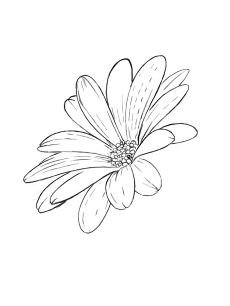 Flower Outline For Painting, Circle Things To Draw, Big Flower Drawing, Flower Outline Drawing, Botanical Line Drawing, Flower Drawing Tutorials, Birthday Card Drawing, Flower Outline, Watercolor Projects