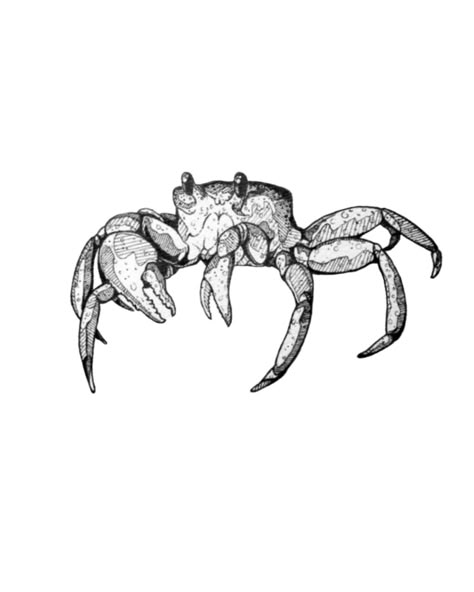 Spider Crab Tattoo, Crawdad Tattoo, Veracruz Tattoo, Crab Tattoo Design, Tat Drawings, Sea Sketches, Crab Sketch, Crab Tattoo, Monster Tattoo