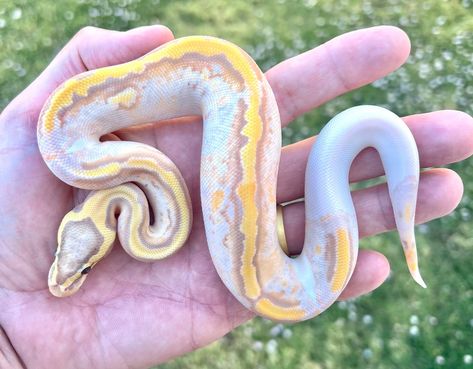 Ball Python Breeding, Pastel Banana Ball Python, Banana Pastel Ball Python, Banana Pied Ball Python, Banana Ball Python, Pastel Ball Python, Pied Ball Python, Pretty Ball Python Morphs, Baby Reptile