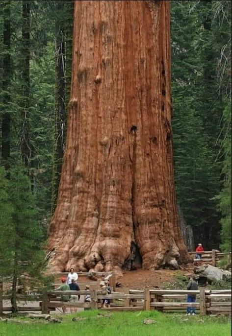 THE GENERAL SHERMAN TREE (Sequoiadendron giganteum) This giant sequoia tree is located at Sequoia National park, California. It is the largest tree in the world, measured by volume. It's height about 275 feet (83.8 metres) tall,,, with a diameter of 36 feet (11 metres) at the base,,, 103 feet (31.3 metres) in circumference,,, total volume of trunk is 52,500 cubic feet, and weighs more than 6,000 tons. It is estimated to be between 2300-2700 years old. Sequoiadendron Giganteum, General Sherman, Giant Sequoia Trees, Old Facebook, Wood Trees, Sequoia Tree, Giant Tree, Old Trees, Sequoia National Park