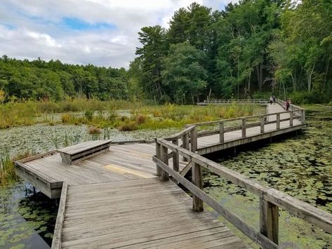 Mass Audubon’s Broadmoor Wildlife Sanctuary Natick Massachusetts, Boston Vacation, Beyond Imagination, Wildlife Sanctuary, Walking Trails, Otters, Norfolk, Massachusetts, New England