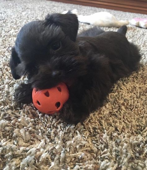 Black Mini Schnauzer Puppy, Black Schnauzer Puppy, Puppies Schnauzer, Snauzer Puppy, Aesthetic Dog Stuff, Black Mini Schnauzer, Black Schnauzer, Mini Schnauzer Puppies, Standard Schnauzer