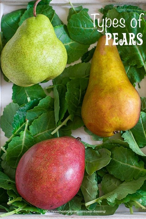 Get to know all about pears. The types of pears, when they are in season and how to store them. How To Ripen Pears Quickly, How To Preserve Pears, Pears Recipes Easy, Preserving Pears, How To Ripen Pears, Pear Recipes Easy, Red Pears, Pear Varieties, Becoming Vegetarian