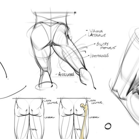 Joshua Black on Instagram: "Some sketches and notes I took while watching @prokotv youtube channel! Always a good way to spend time:) #gesturedrawing #figuredrawing #lineart #art #gottogetbetter #legs #thighs #glutes #pelvis #humananatomy #proko #doodles #sketches" Glutes Drawing Reference, Thigh Muscle Anatomy Drawing, Glutes Anatomy Muscle, Hip Bone Anatomy Drawing, Pelvis Drawing Anatomy, Glutes Anatomy, Pelvis Reference, Glute Anatomy, Bicep Femoris