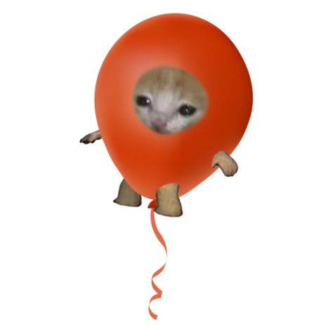 Weird Cat Pfp, Silly Matching Pfp Friends, Weird Images Funny, Cats Weird, Matching Cat Pfp Friends, Balloon Cat, Cats Crazy, Random Cat, Cat Balloons