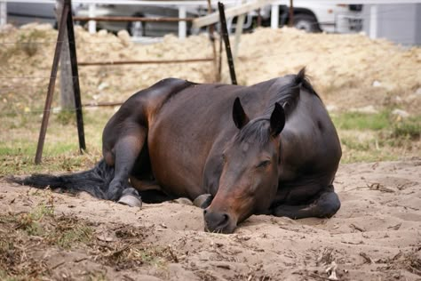 Horse Laying Down, Horse Poses, Horse Reference, Horse Anatomy, Horse Inspiration, Cowboy Horse, Most Beautiful Horses, Interesting Animals, Animal Reference