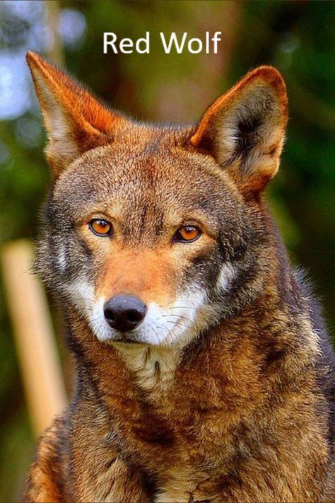 Once common throughout the southeastern USA, red wolves have been reduced to the brink of extinction. In 2015 the conservation of the red wolf was stopped & no action was taken to prosecute the small group of North Carolina poachers (male hunters) who picked off the remaining wolves one by one. A KEYSTONE SPECIES, wolves play a critical role in maintaining the structure of an ecological community. Without keystone species, the ecosystem would be dramatically different or cease to exist. Wild Wolf, Red Wolf, Wolf Pictures, Wolf Spirit, Beautiful Wolves, Rare Animals, Endangered Animals, Wild Dogs, Black Wolf