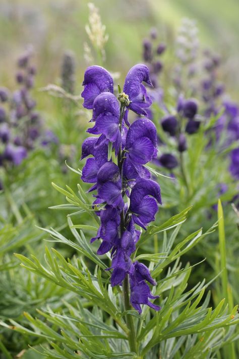 Aconitum Napellus, Late Bloomer, Flower Farm, Purple Flowers, Purple, Plants, Flowers, Photography, Color