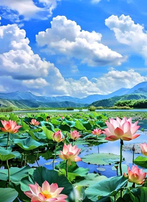 Monica 🧕 (@Views_nature1) on X Lotus Lake, Dolphin Art, Lovely Flowers Wallpaper, Abstract Art Wallpaper, 수채화 그림, Beautiful Lakes, Flower Wallpaper, Art Wallpaper, Flower Garden