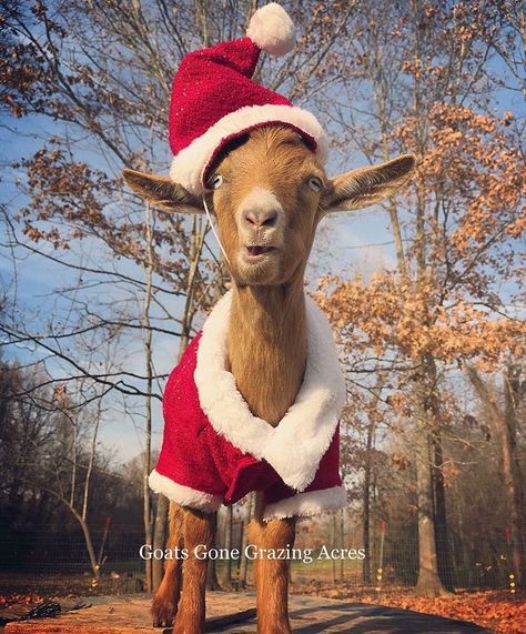 Goat Christmas Pictures, Funny Thanksgiving Pictures, Goat Picture, Christmas Goat, Mini Goats, Happy Goat, Thanksgiving Pictures, Cute Goats, Baby Goats