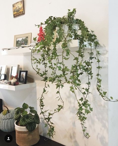 12 Healthy easy care air purifying plants to make your home beautiful Twig Tree, Love Plants, English Ivy, Live Tree, Gorgeous Houses, Eco Friendly Decor, Air Purifying Plants, Air Purifying, Healthy Easy