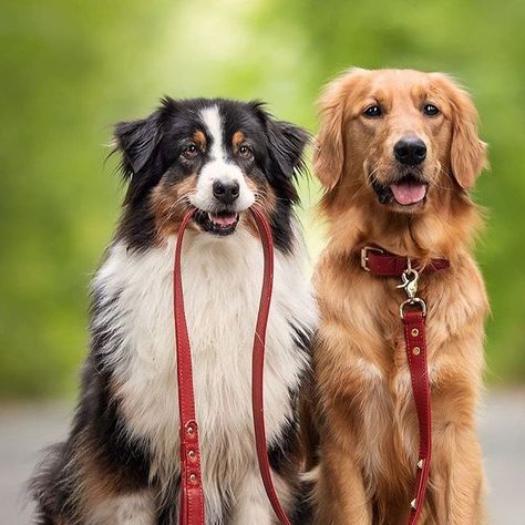 Seeing a golden retriever and an Australian Shepherd in the same picture makes me feel all warm and giddy heheheh 💞 Golden Retriever Australian Shepherd, Chien Golden Retriever, Collars And Leashes, Luxury Dog Collars, Golden Retriever Mix, Australian Shepherd Dogs, Custom Dog Collars, Labrador Retriever Mix, Personalized Dog Collars