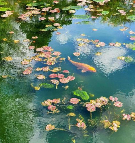 Green And Blue Widget Aesthetic, Lotus Pond Aesthetic, Green Pond Aesthetic, Pretty Scenery Aesthetic, Cottagecore Photos, Pretty Settings, Koi Fish Aesthetic, Pond Aesthetic, Pond Scenery