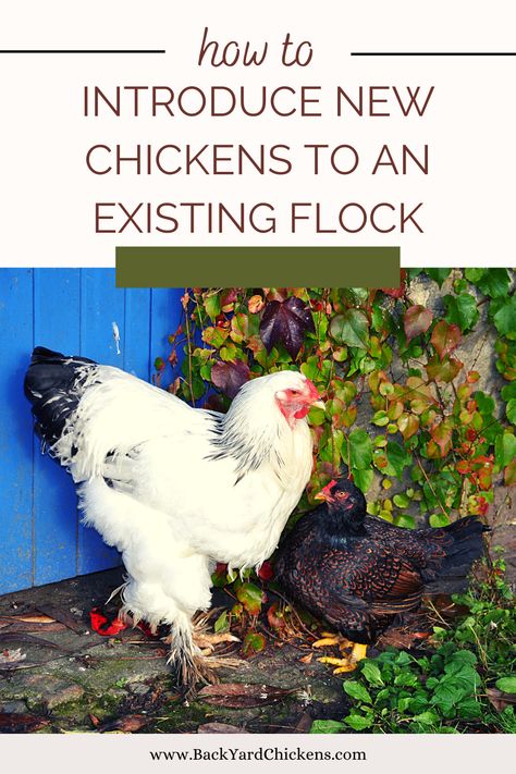 Chicken Molting, Wild Bunnies, Homestead Livestock, Yard Chickens, Molting Chickens, Chicken Tips, Fantasy Farm, Animal Tips, Chicken Facts