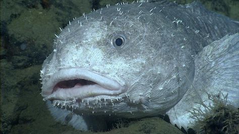 @mbari_news • A face only a mother could love? Blob sculpin (Psychrolutes phrictus) grow to about 60 cm (2 feet) long and are shaped like large, flabby tadpoles. They eat crabs, sea pens, and other small animals that live on the deep seafloor.   #faceonlyamothercouldlove #blobsculpin #deepseafish #fish #uglyface #weirdfish #deepsea #MBARI #ocean #oceanlife #sealife #ROV #Underwaterphotography #LookAtThatFace Blob Fish In Water, Blob Fish, Shoebill Stork, Slow Loris, Fox Dog, Beneath The Sea, Raccoon Dog, Weird Fish, Nocturnal Animals