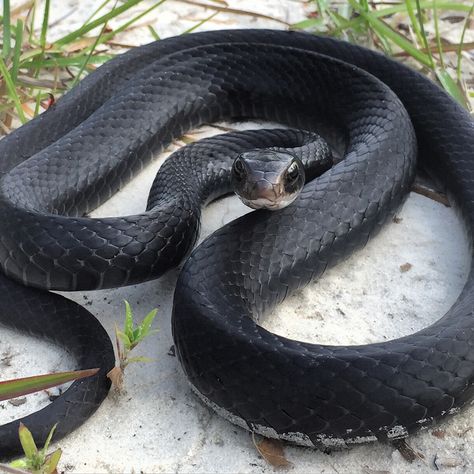 Southern Black Racer in Apalachicola National Forest Black Rat Snake, Gaboon Viper, Pet Snakes, Snake Turtle, Black Rat, Deadly Animals, North American Animals, Rat Snake, Snake Black