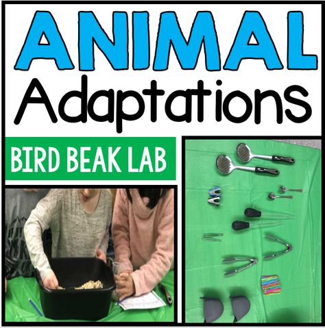 Creative Classroom Core: All About... Animal Adaptations: Bird Beak Lab Bird Beak Activity, Bird Adaptations Activities, Bird Activities First Grade, Bird Beak Adaptations Activities, Animals Adaptations Activities, Bird Beaks Activity, Adaptation In Animals Activities, Adaptation In Animals, Animal Adaptations Worksheet