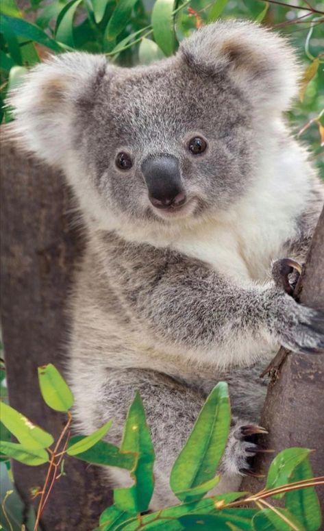 Koala Marsupial, Koala Craft, Lone Pine Koala Sanctuary, Australia Poster, Cute Koala Bear, Australian Fauna, The Wombats, Koala Bears, Australia Animals