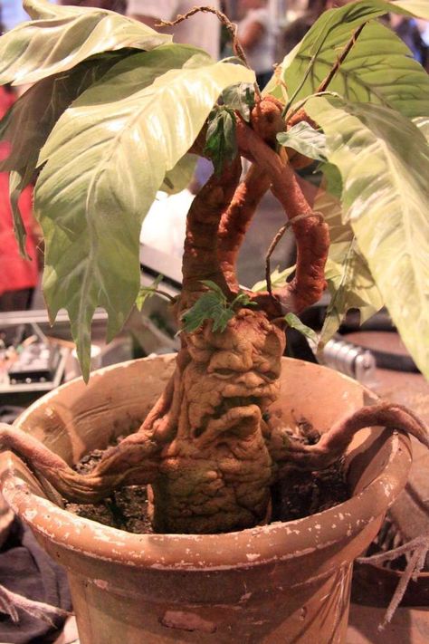 Diy Mandrake, Harry Potter Plants, Harry Potter Mandrake, Harry Potter Creatures, Mandrake Root, Storybook Gardens, Imprimibles Halloween, Cumpleaños Harry Potter, Harry Potter Christmas Tree