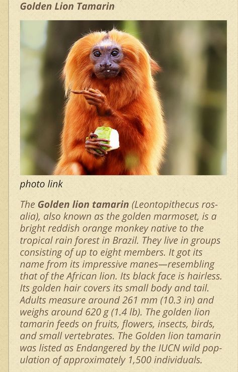 Golden Lion Tamarin, Orange Monkey, Animals Lover, Golden Lions, African Lion, Golden Hair, Hair Cover, Tropical Rainforest, Monkeys