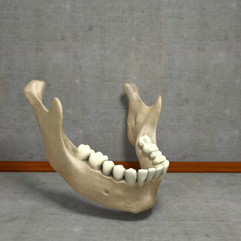 Lower Jaw Mandible Underhung 3D Model #AD ,#Mandible#Jaw#Model#Underhung Jaw Bone Illustration, Bottom Jaw Skull, Jaw Bone Drawing, Jaw Reference, Jawbone Art, Human Jaw Bone, Jawbone Tattoo, Skull No Jaw, Mandible Bone