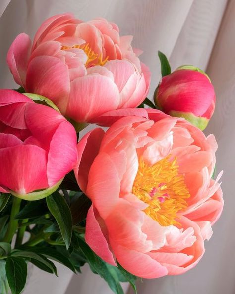 Jen ⋅ Urban Gardener on Instagram: "Love the look, not the smell. Early bloomer 'Coral Charm' peony ✨" Best Smelling Flowers, Pink Green Wedding, Coral Charm Peony, Smelling Flowers, Coral Peonies, Peony Painting, Landscape Sketch, Cut Flower Garden, Beautiful Bouquet Of Flowers