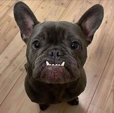 French Bulldog Funny, Really Cute Puppies, Bulldog Francese, Count Dracula, Cute Small Animals, Frenchie Puppy, Very Cute Dogs, Funny Dog Memes, Cute Dog Pictures